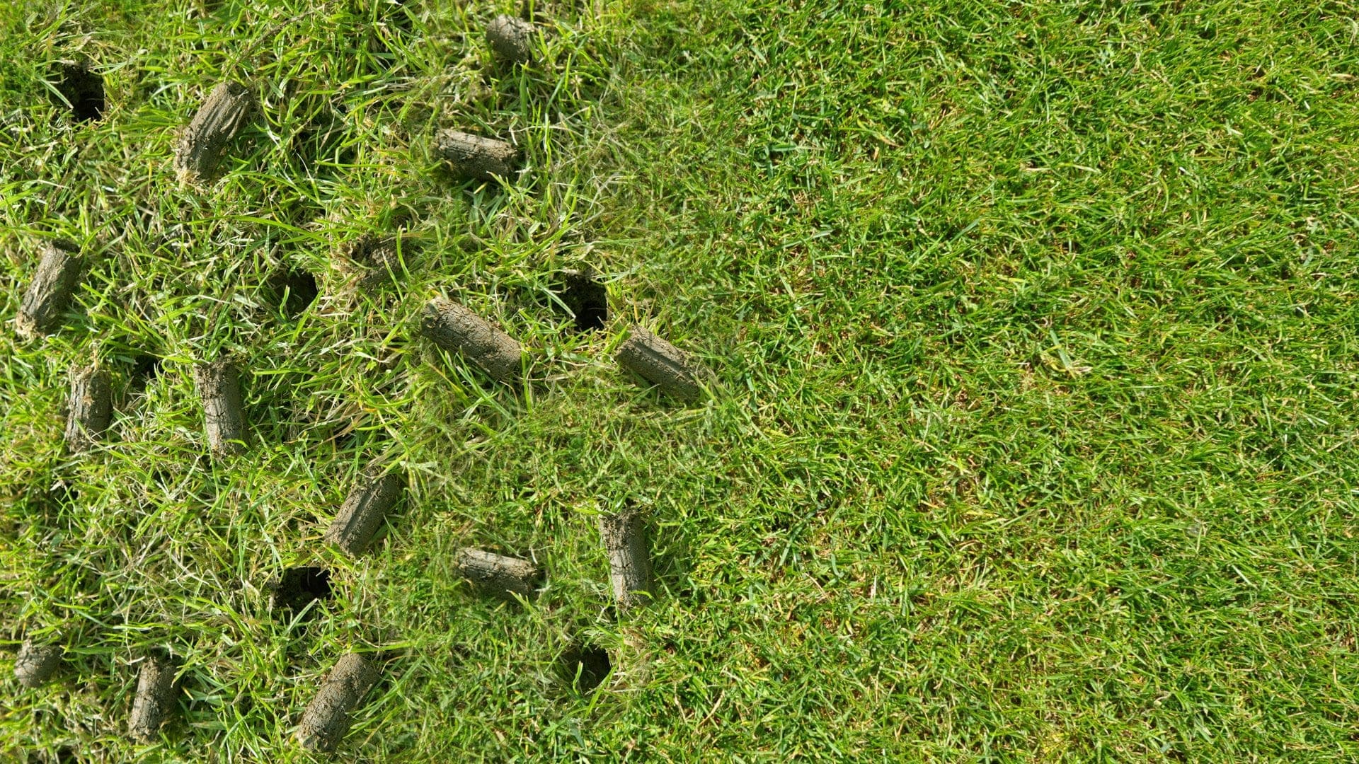 Lawn with numerous holes and soil plugs from core aeration treatment. Green grass.