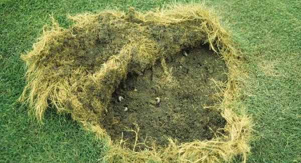 Brown, dead grass surrounding a hole in a green lawn.