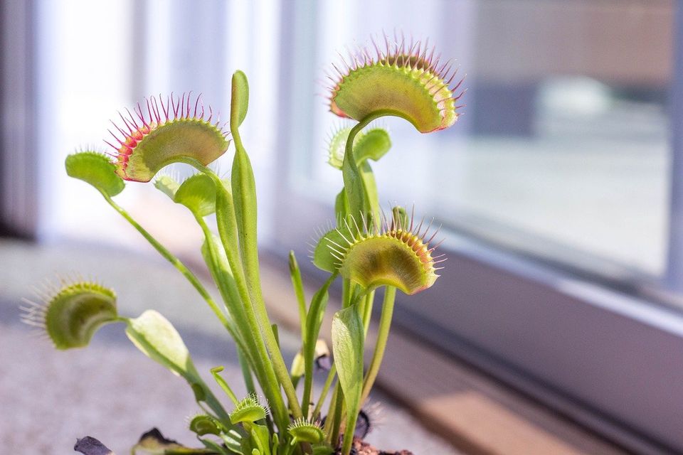 Vegan Fly Trap Plant