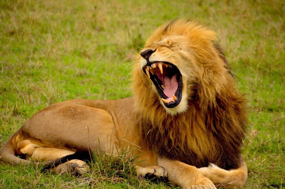 Male Lion Roaring