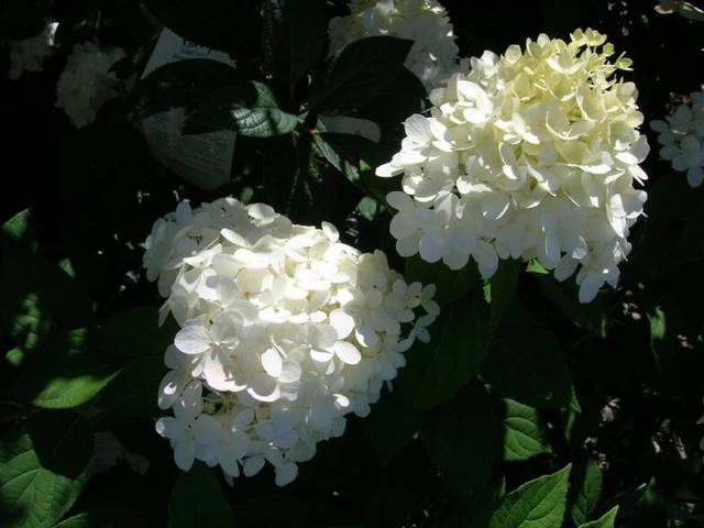 Glynn Young's Landscaping & Nursery Center
