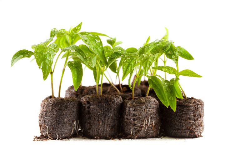Glynn Young's Landscaping & Nursery Center
