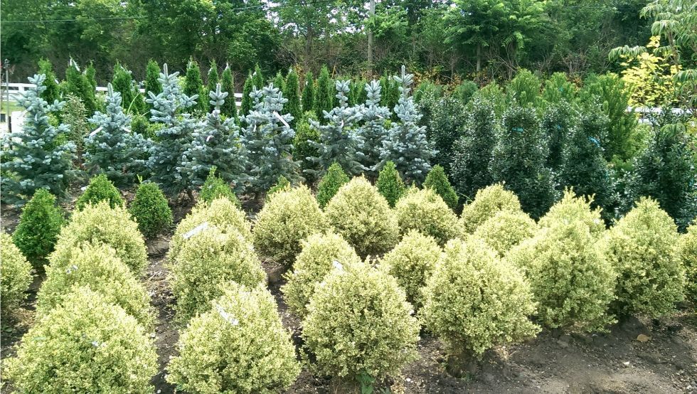 Glynn Young's Landscaping & Nursery Center