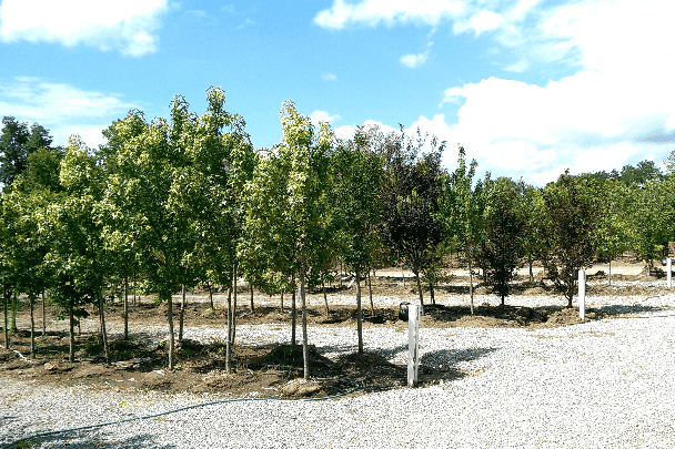 Glynn Young's Landscaping & Nursery Center
