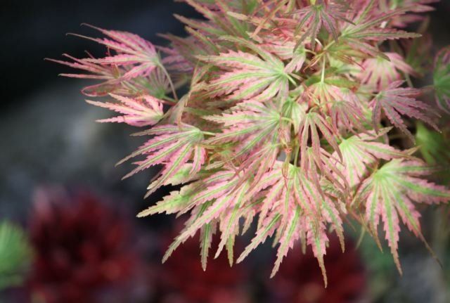 Glynn Young's Landscaping & Nursery Center