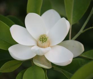 Glynn Young's Landscaping & Nursery Center