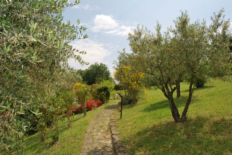 Alberi e piante nel parco a Ostra Vetere