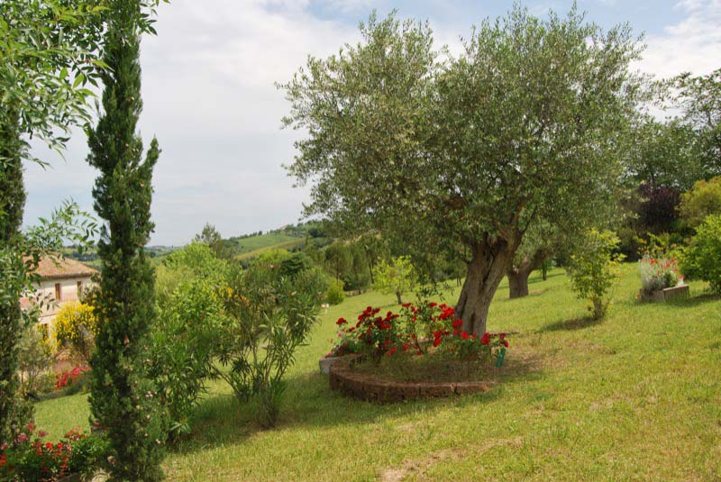 Alberi e piante nel parco a Ostra Vetere