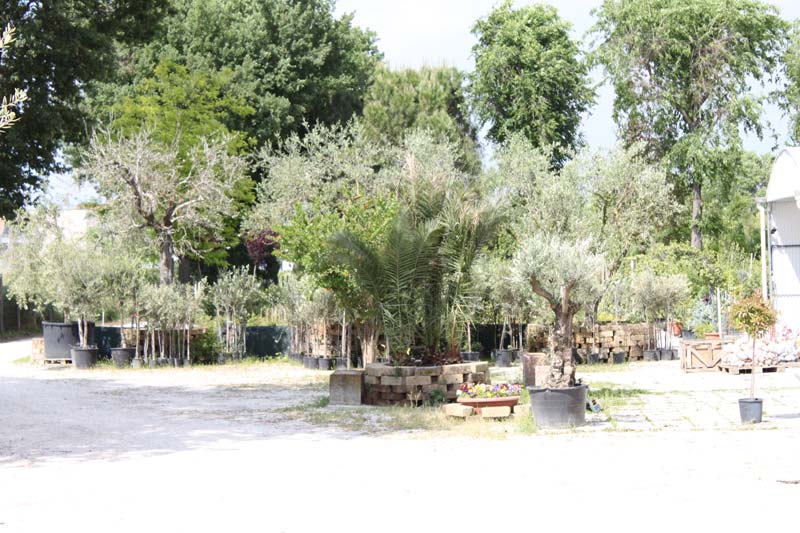 Vivaio principale di Conti Francesco Vivai - Piante a Ostra Vetere