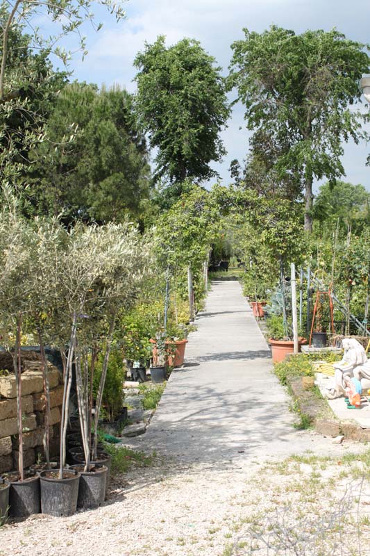 Vivaio principale di Conti Francesco Vivai - Piante a Ostra Vetere