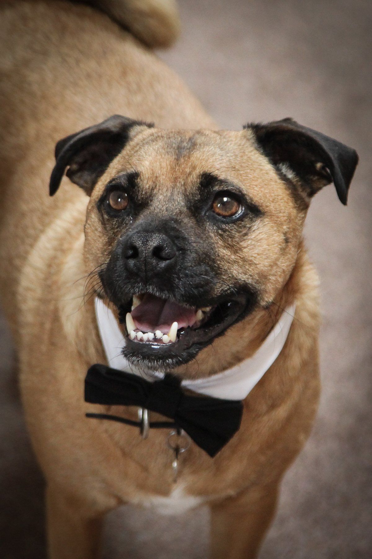 dog with bowtie