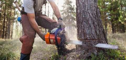 man cutting tree with chainsaw
