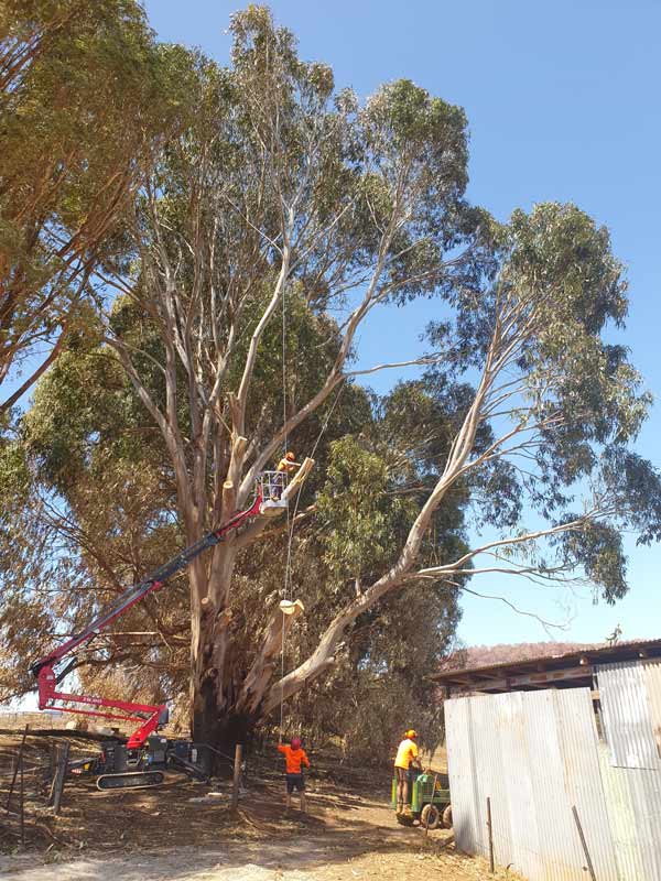 person in huge tree