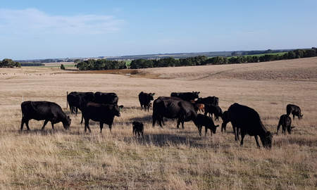 herd of angus cow