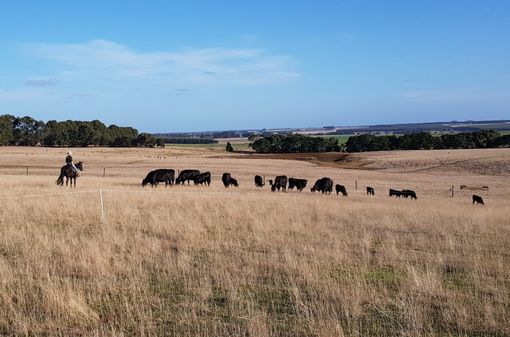cow farm