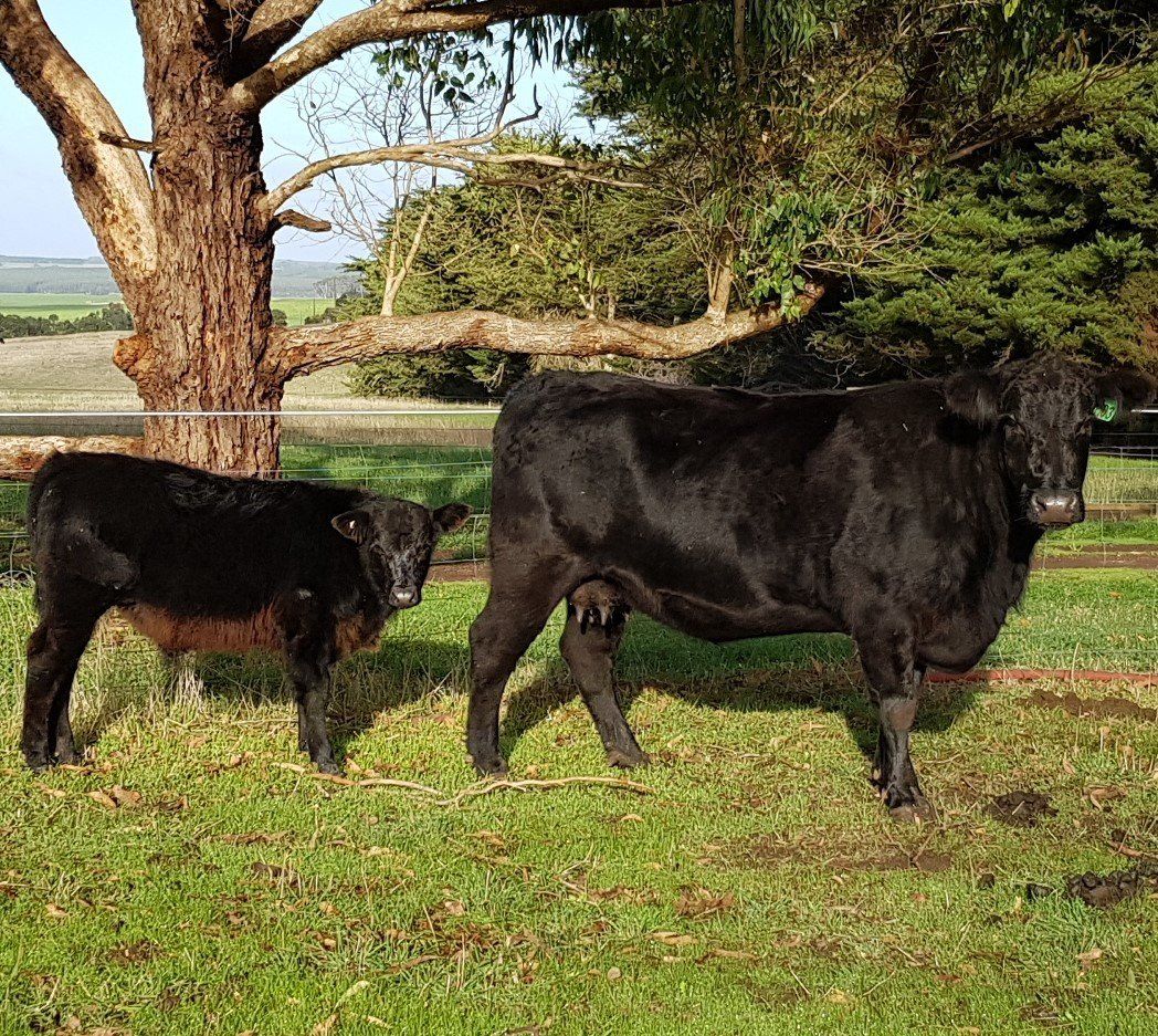cow and calve