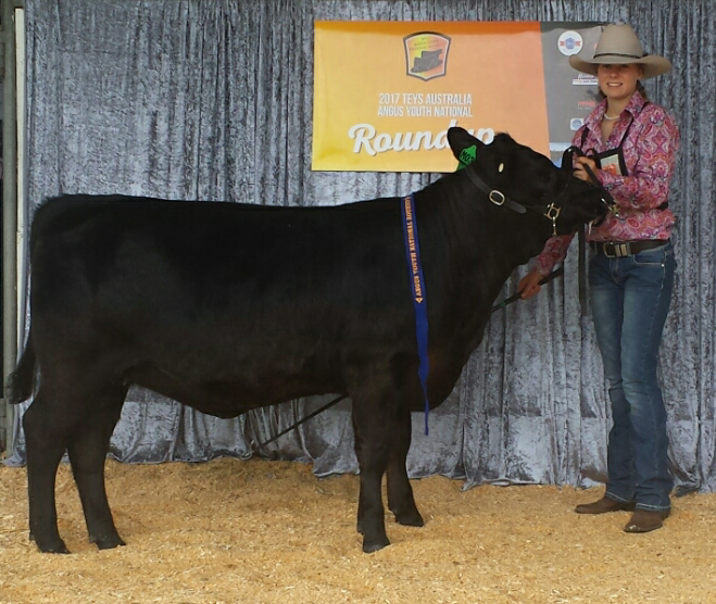 black angus cow