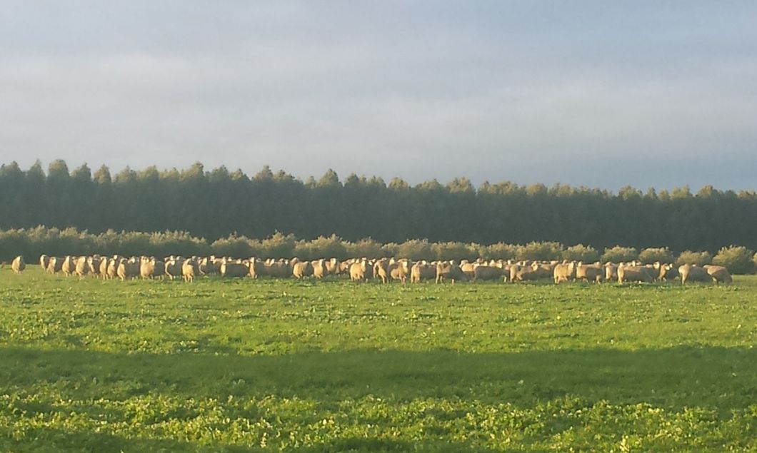farm
