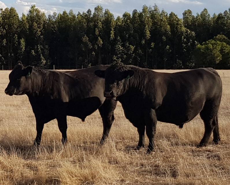 Two angus cow