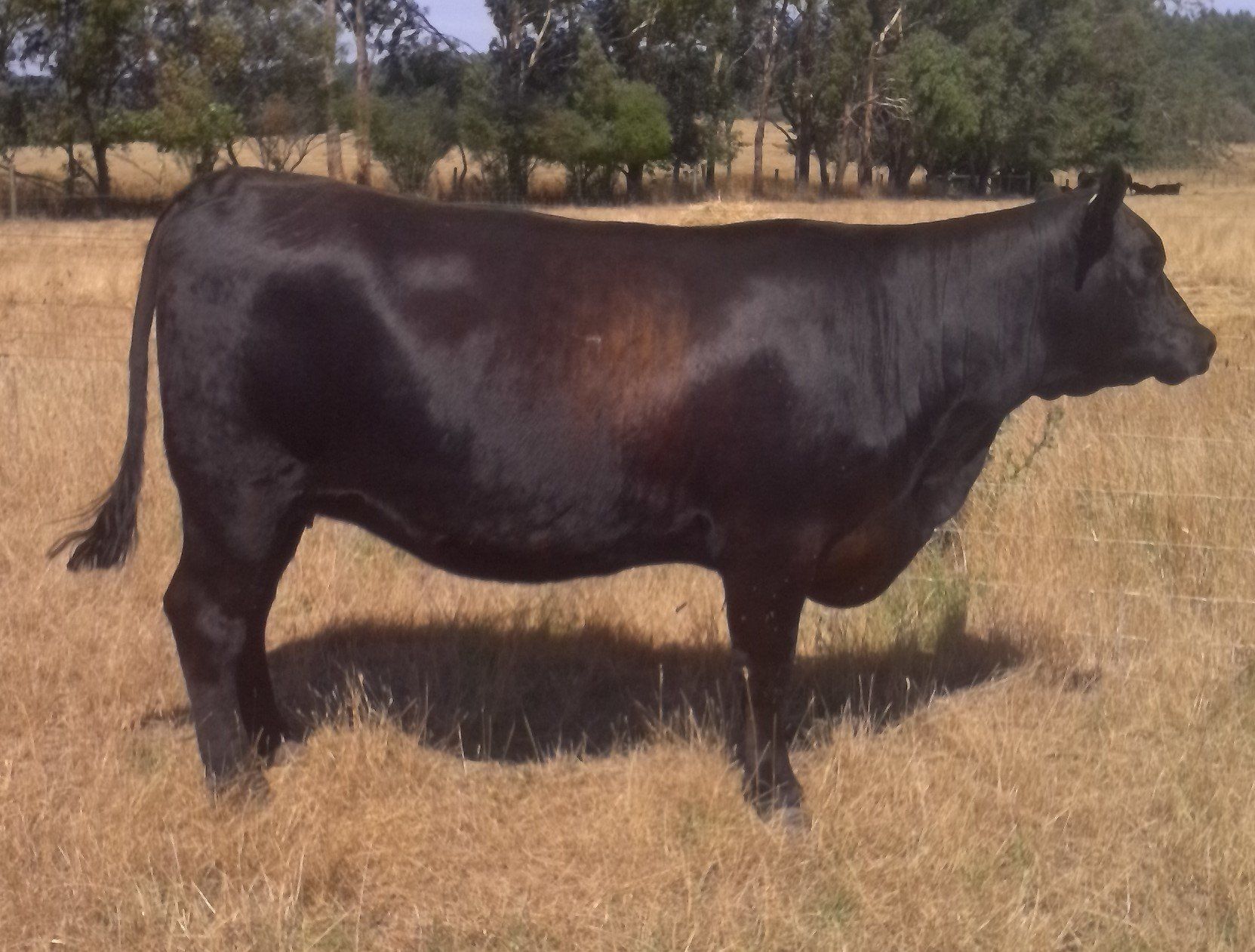 cow