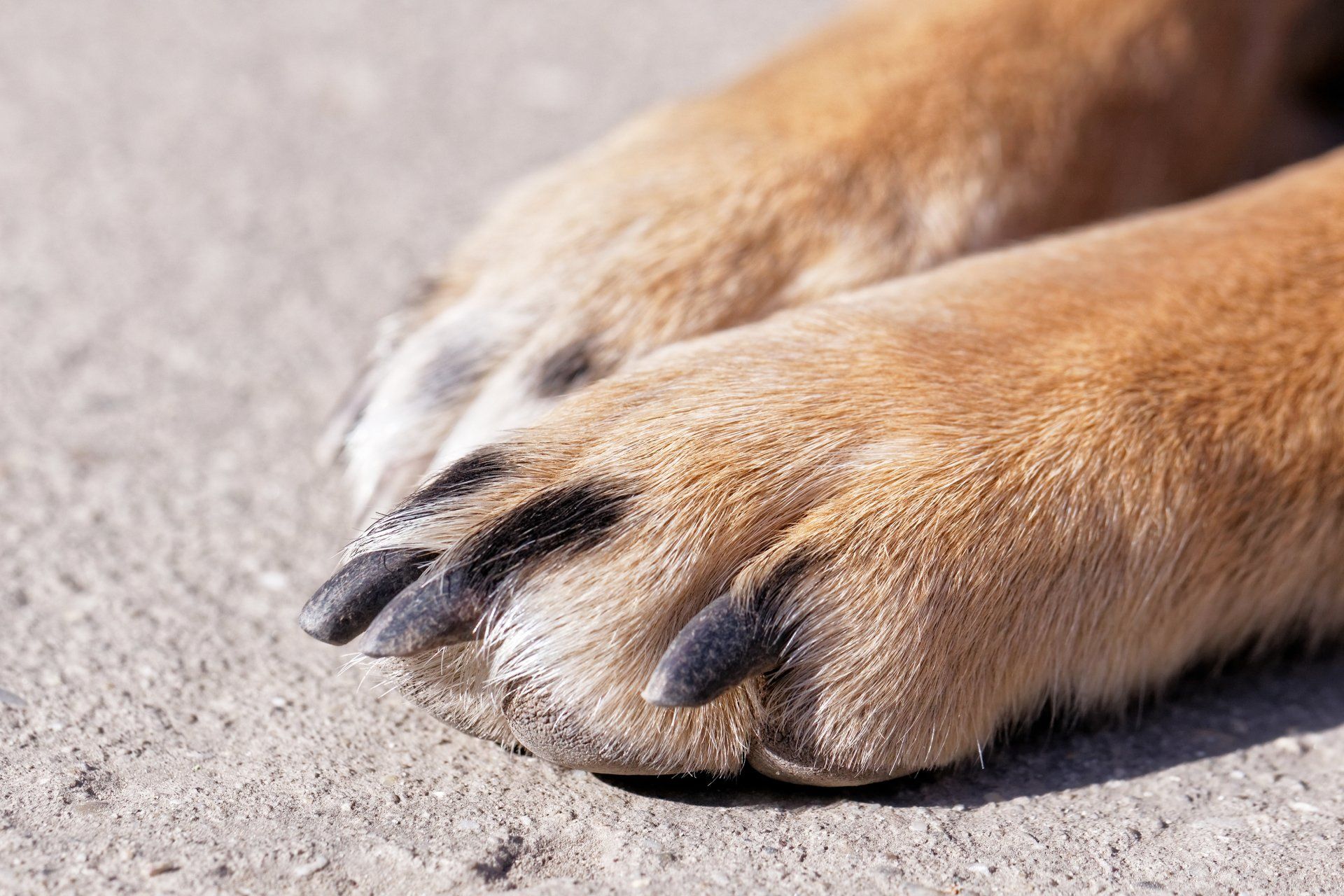 Why trimming your pet's nails is important