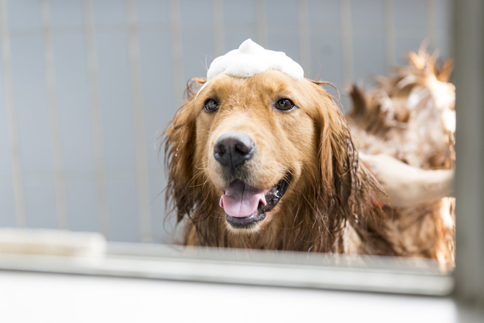 Dog recieving a professional bath