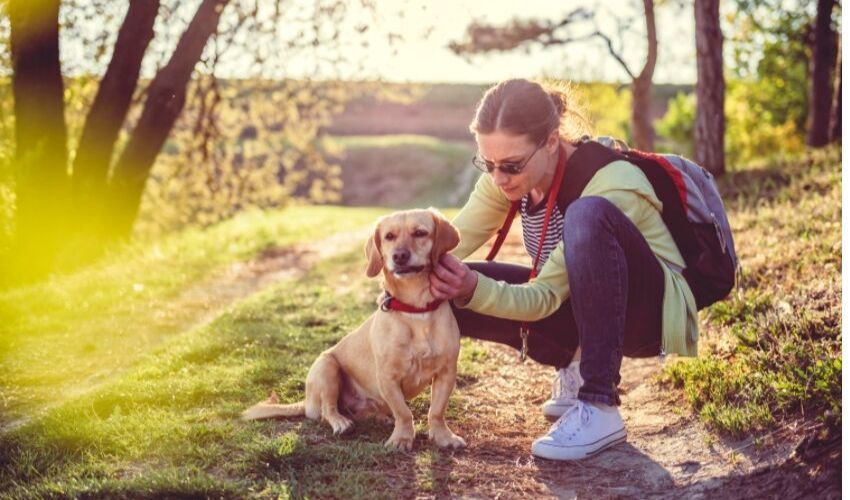 How to stop fleas and ticks