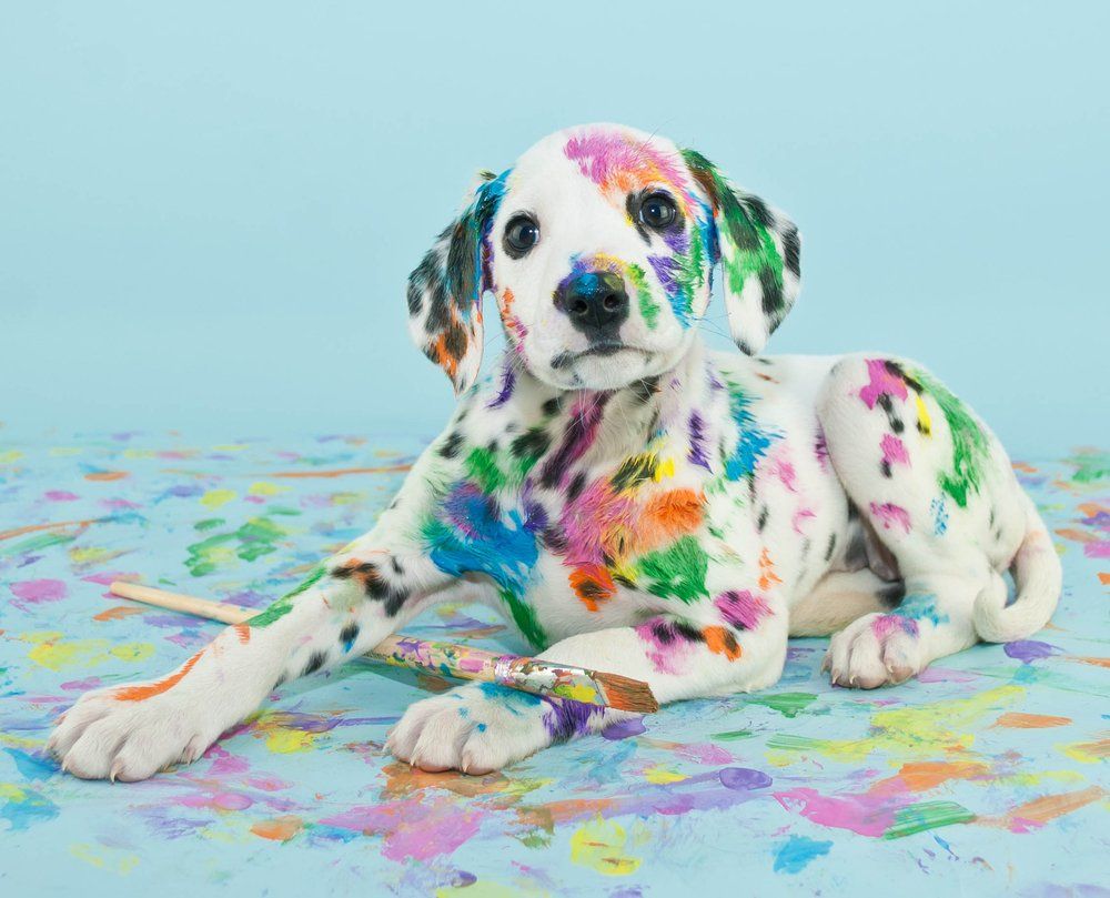 Dalmatian puppy covered in colorful paint spots, laying on a paint-splattered surface, holding a paintbrush.