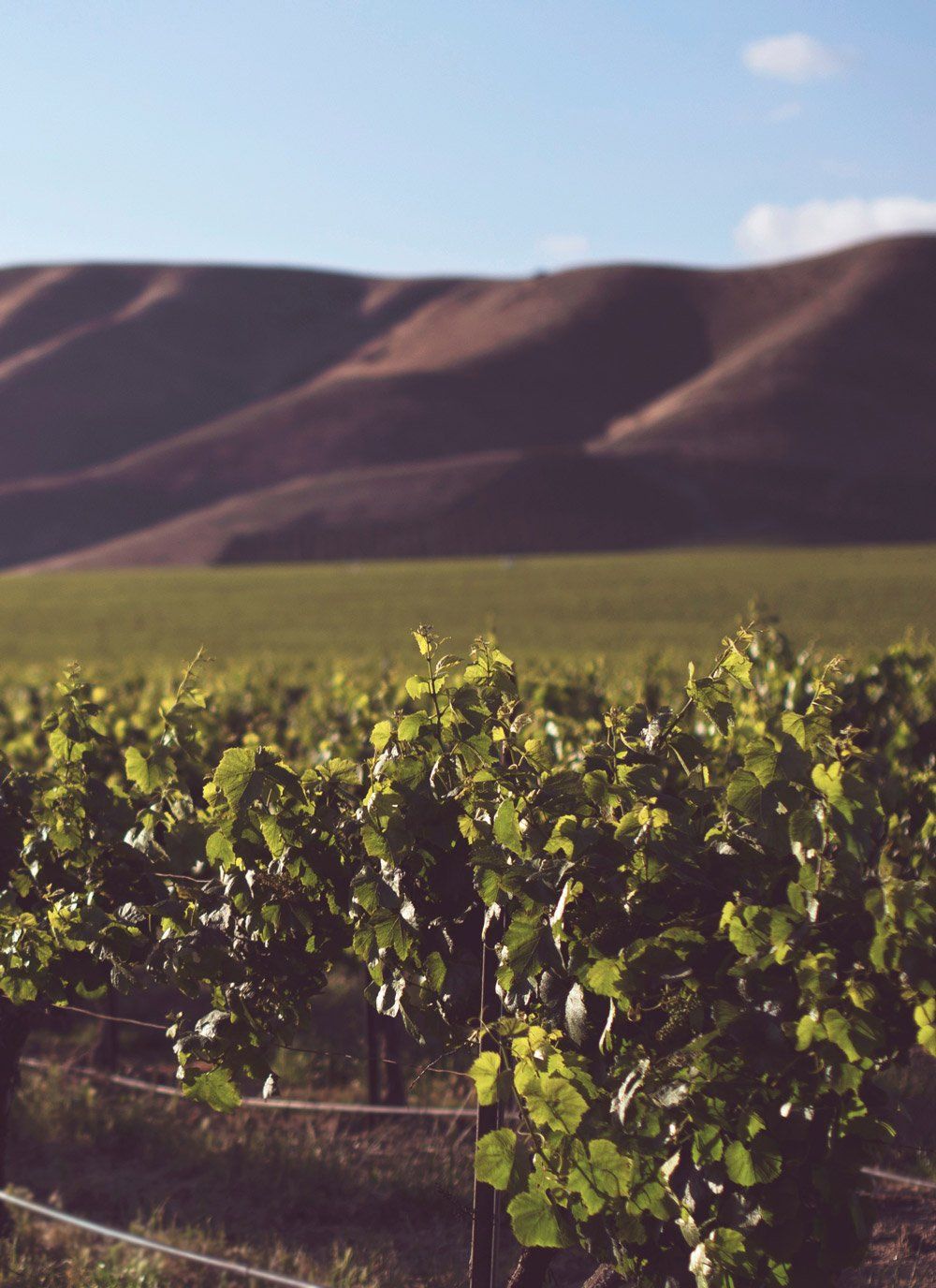 A vineyard with mountains in the background and a fence in the foreground