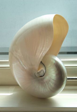 c21 oma sea shell