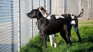 Steel Dog Kennels — Stockton, CA  — Stockton Fence & Material