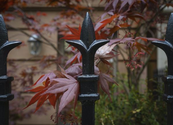 Ornamental Iron Fences — Stockton, CA — Stockton Fence & Material Ornamental Iron Fences — Stockton, CA — Stockton Fence & Material
