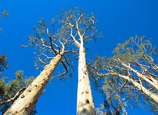Trees — Tree Services in Santa Barbara, CA