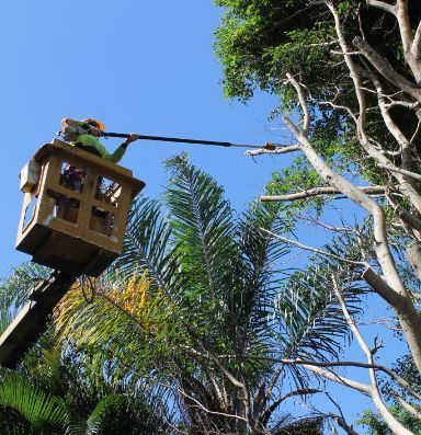 tree loppers in Brisbane