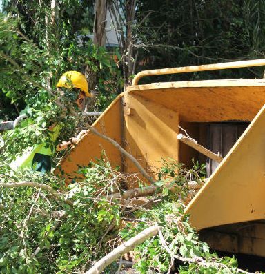 tree loppers in Brisbane