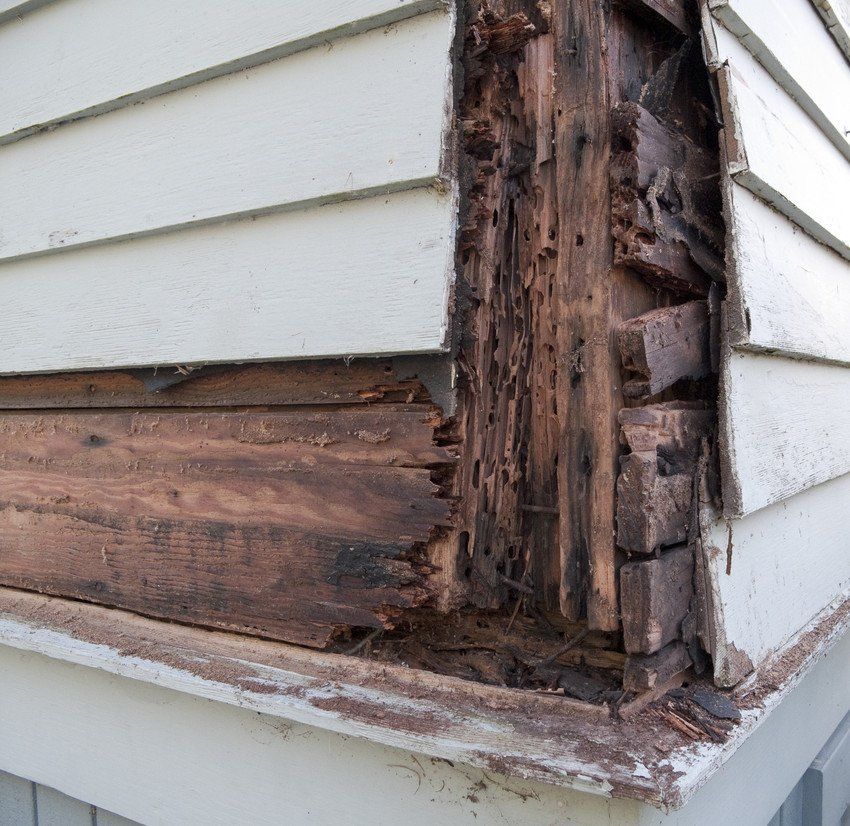 Woodworm treatments
