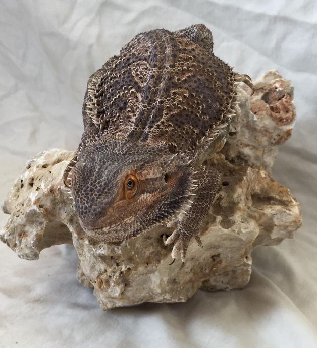 Bearded Dragon — Bearded Dragon at Stone in Murfreesboro, TN