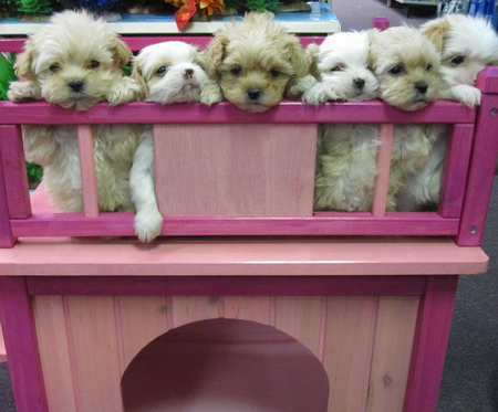 Pet Supplies — Pet Supplies with Dog in Murfreesboro, TN Pet Supplies — Pet Supplies with Dog in Murfreesboro, TN