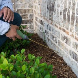 pest treatment services for ants