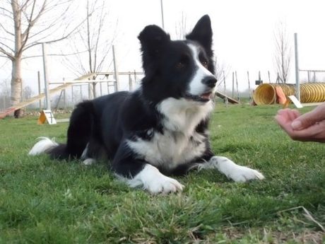 Lezione di educazione di base per il cane