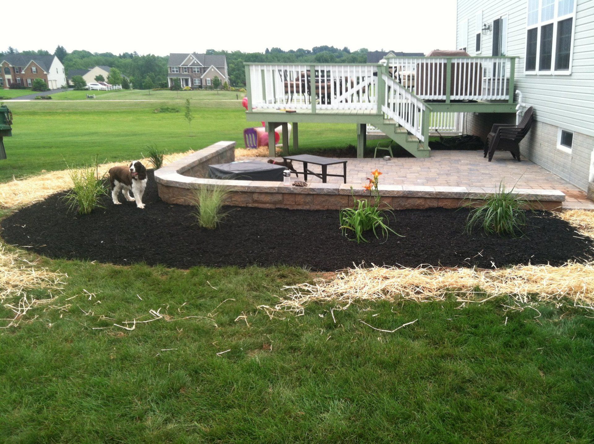 Dog on Backyard Lawn — York, PA — Salem Springs Landscaping