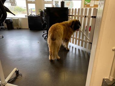 dog in pet kennel
