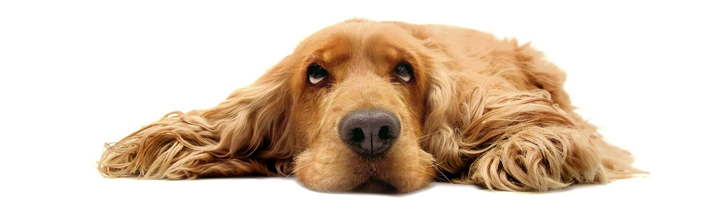 cute dog resting and looking up
