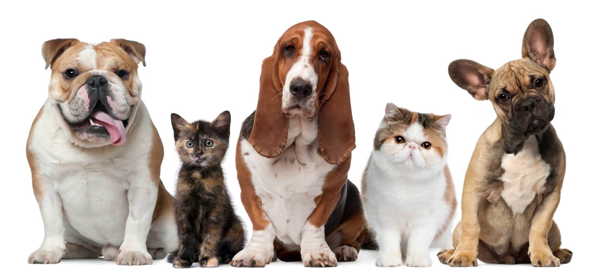 cute cats and dogs