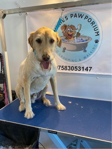 dog grooming