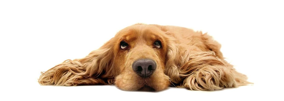Dog lying