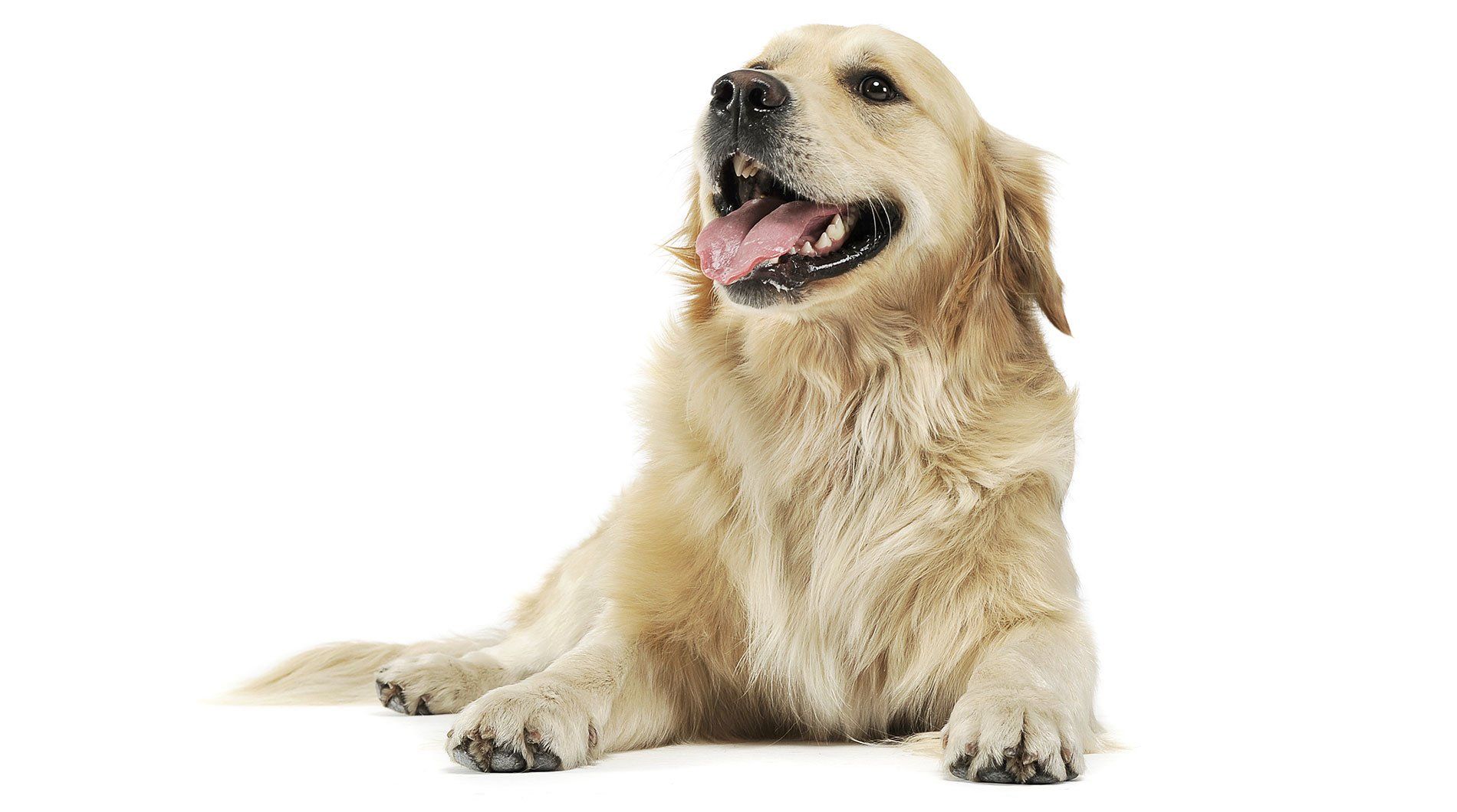 golden retriever lying on the floor
