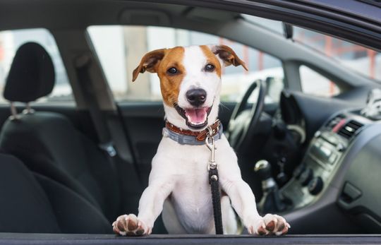 cute dog looking out of car