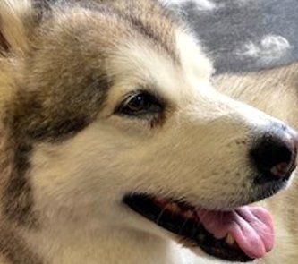 Dog 1