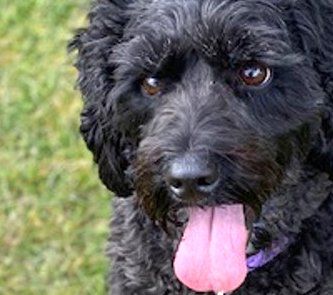 Dog 2